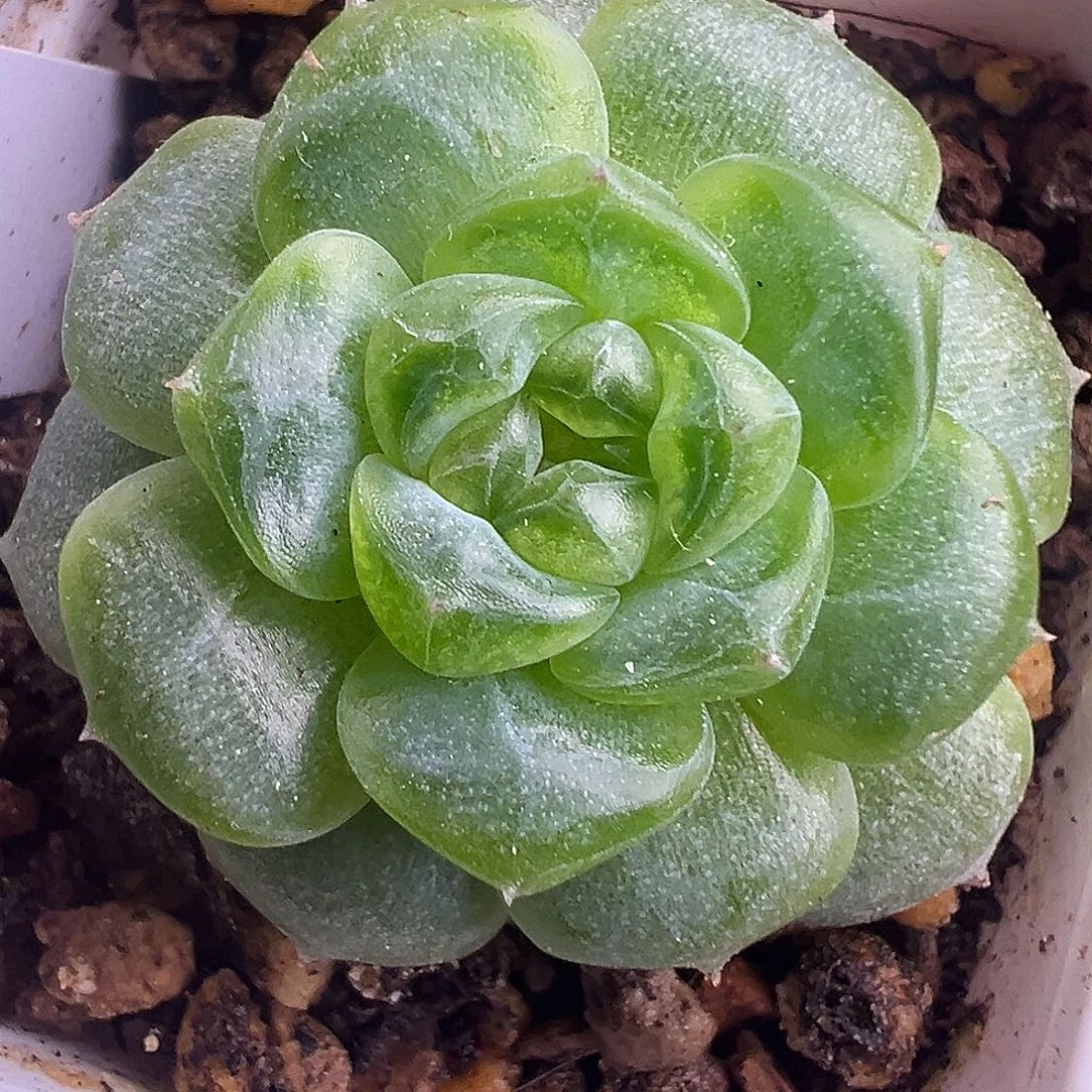 遥遥领先 冰玻璃渣