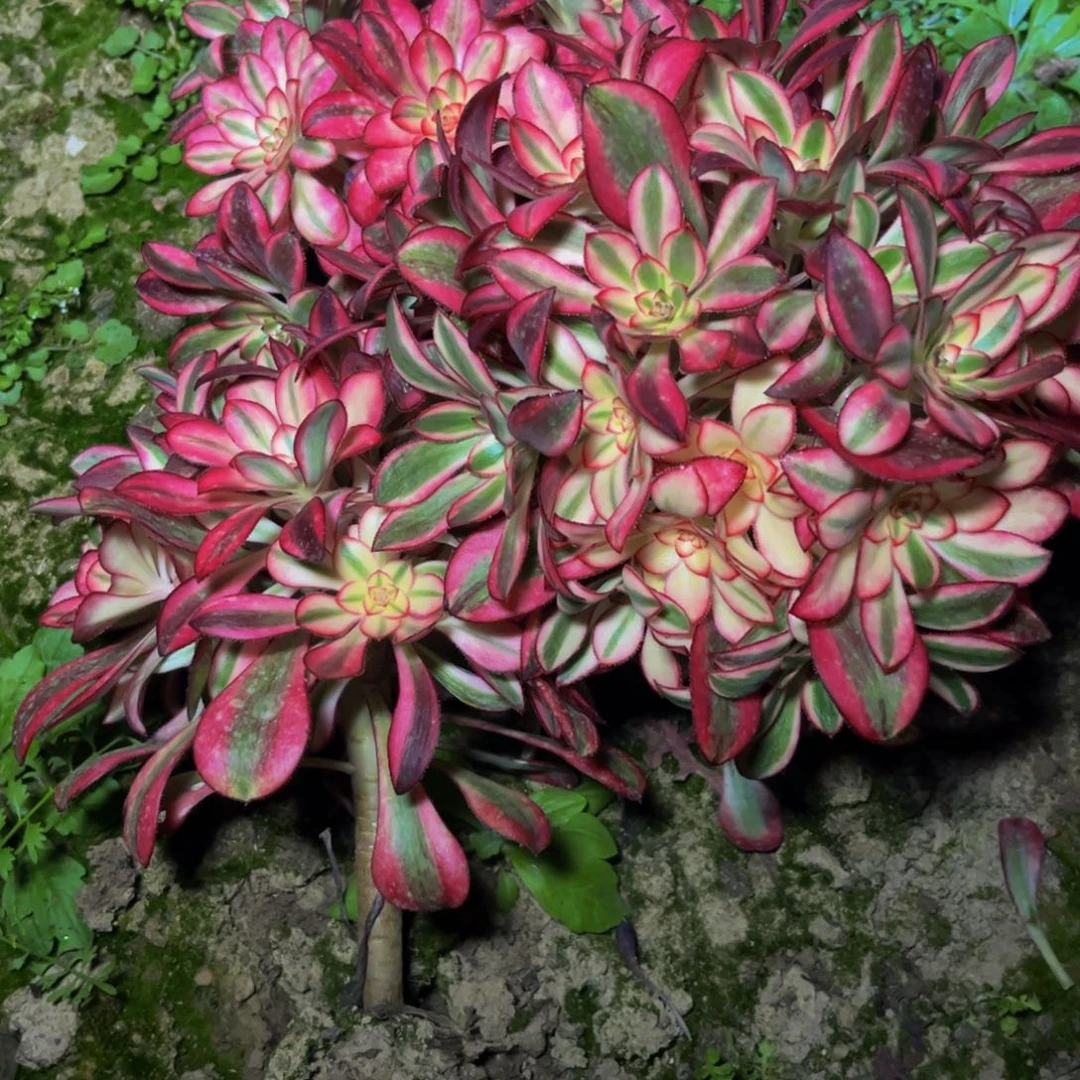 香奈儿多肉植物捧花的