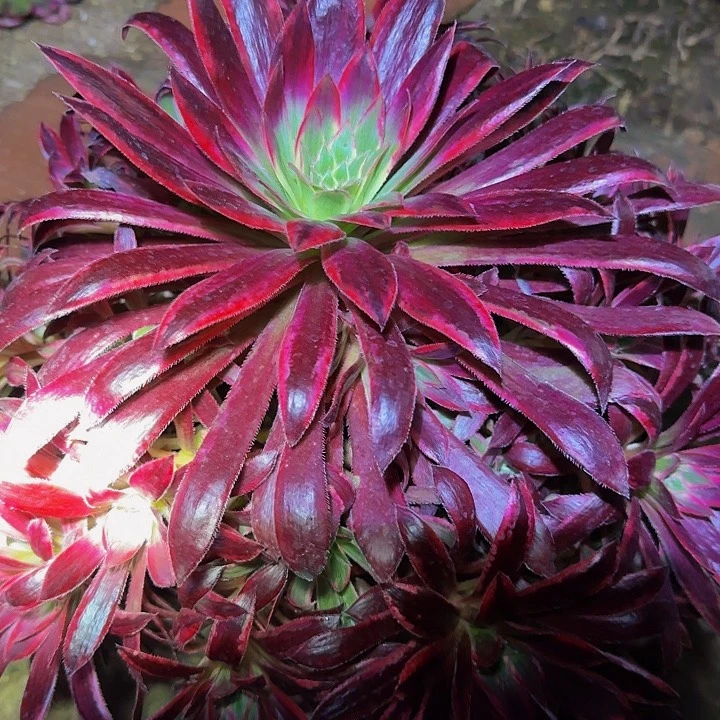 孔雀锦捧花特价福利