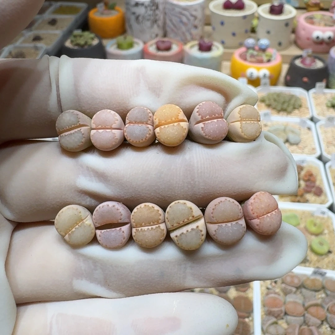 煮**茶0220-74饼干编号162a