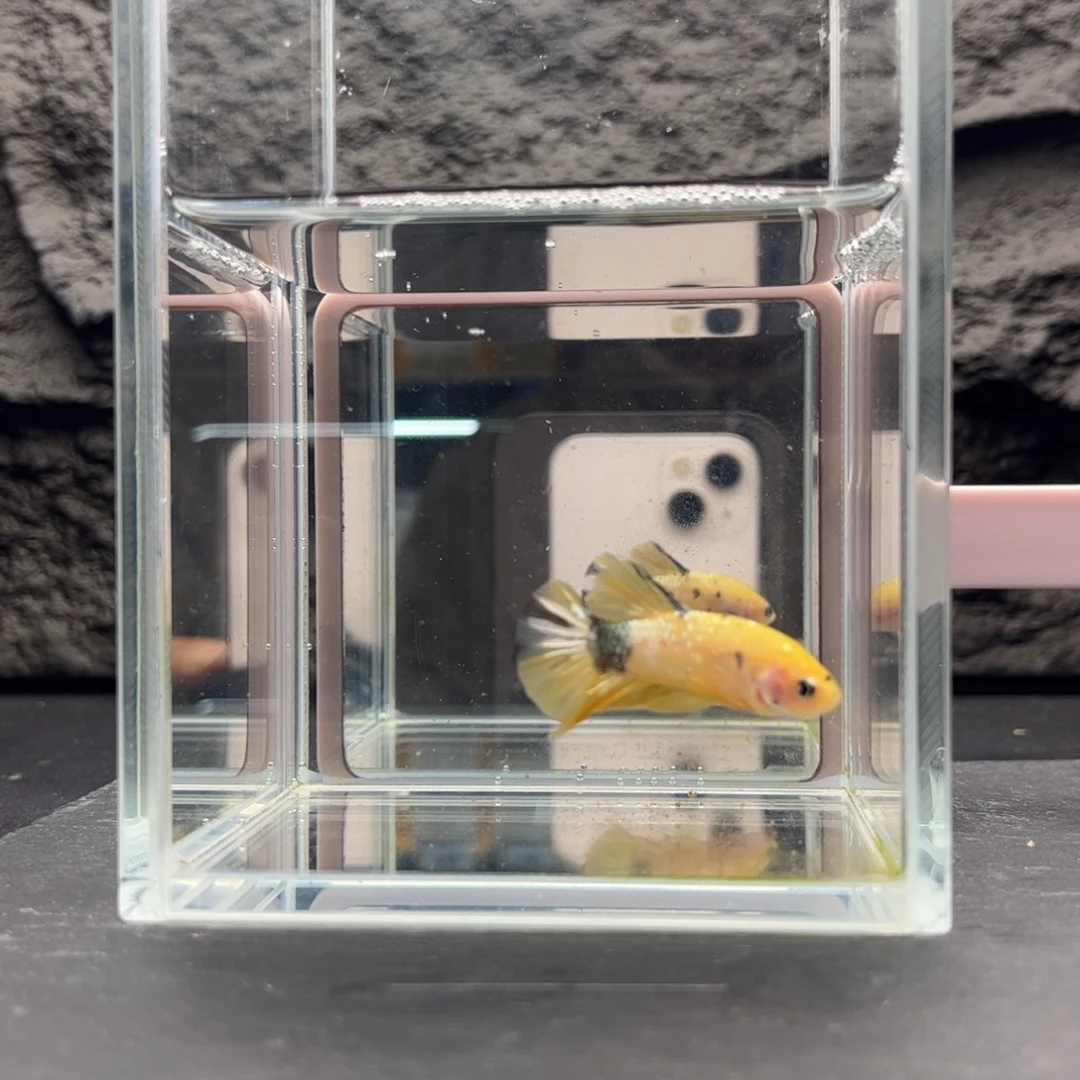 海胆宙斯斗鱼竞拍11-24