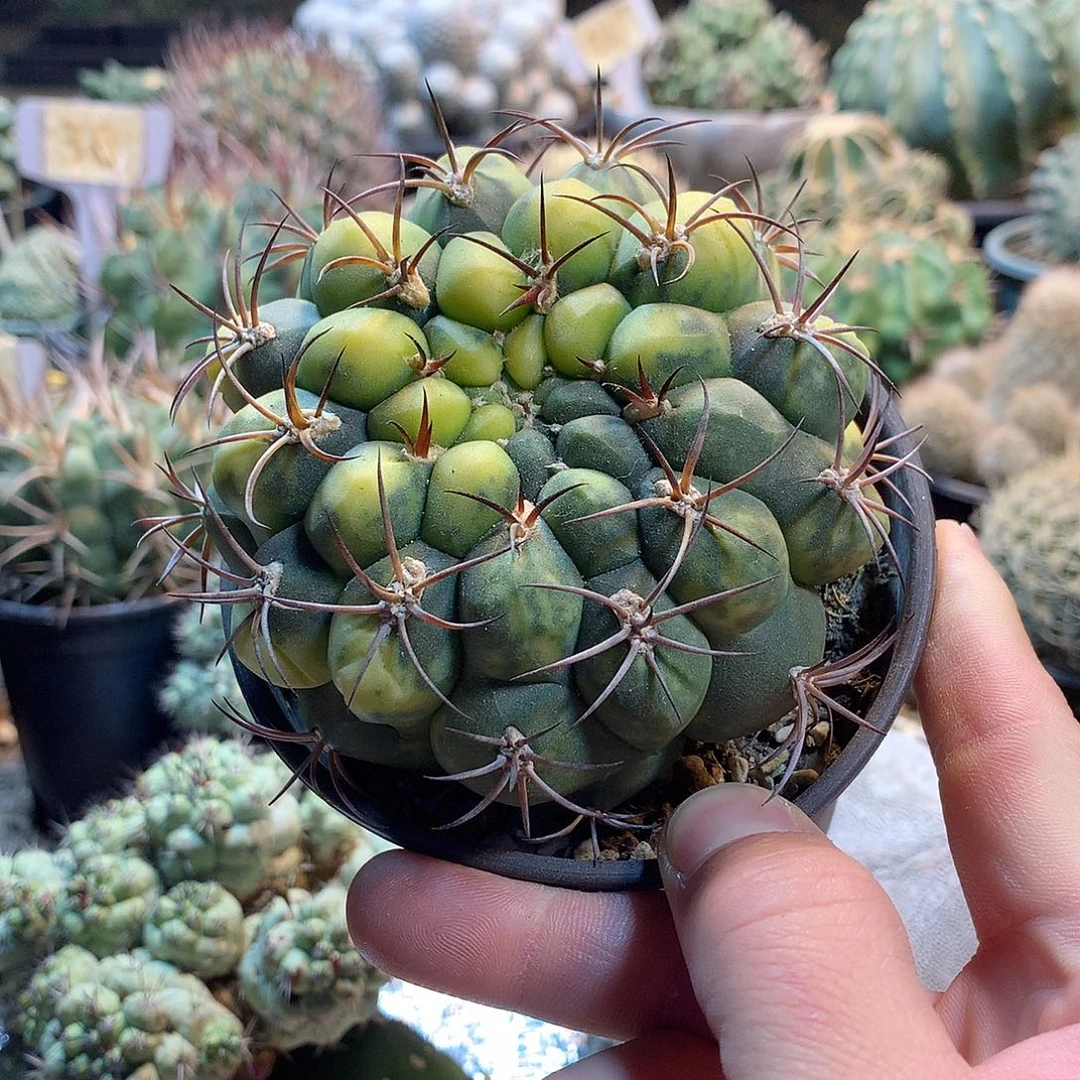 实生新天地锦