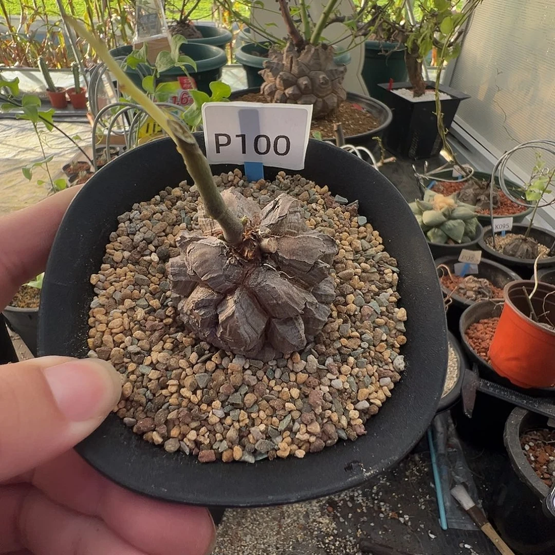 多肉植物专拍 一物一拍 南非龟甲龙100