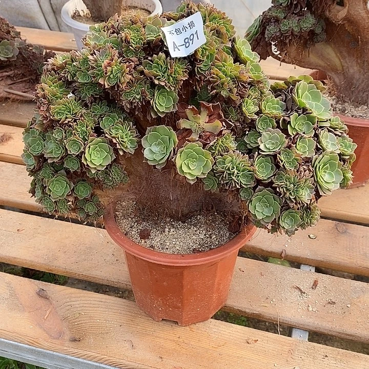 891 万圣节缀宽33 公分带断枝