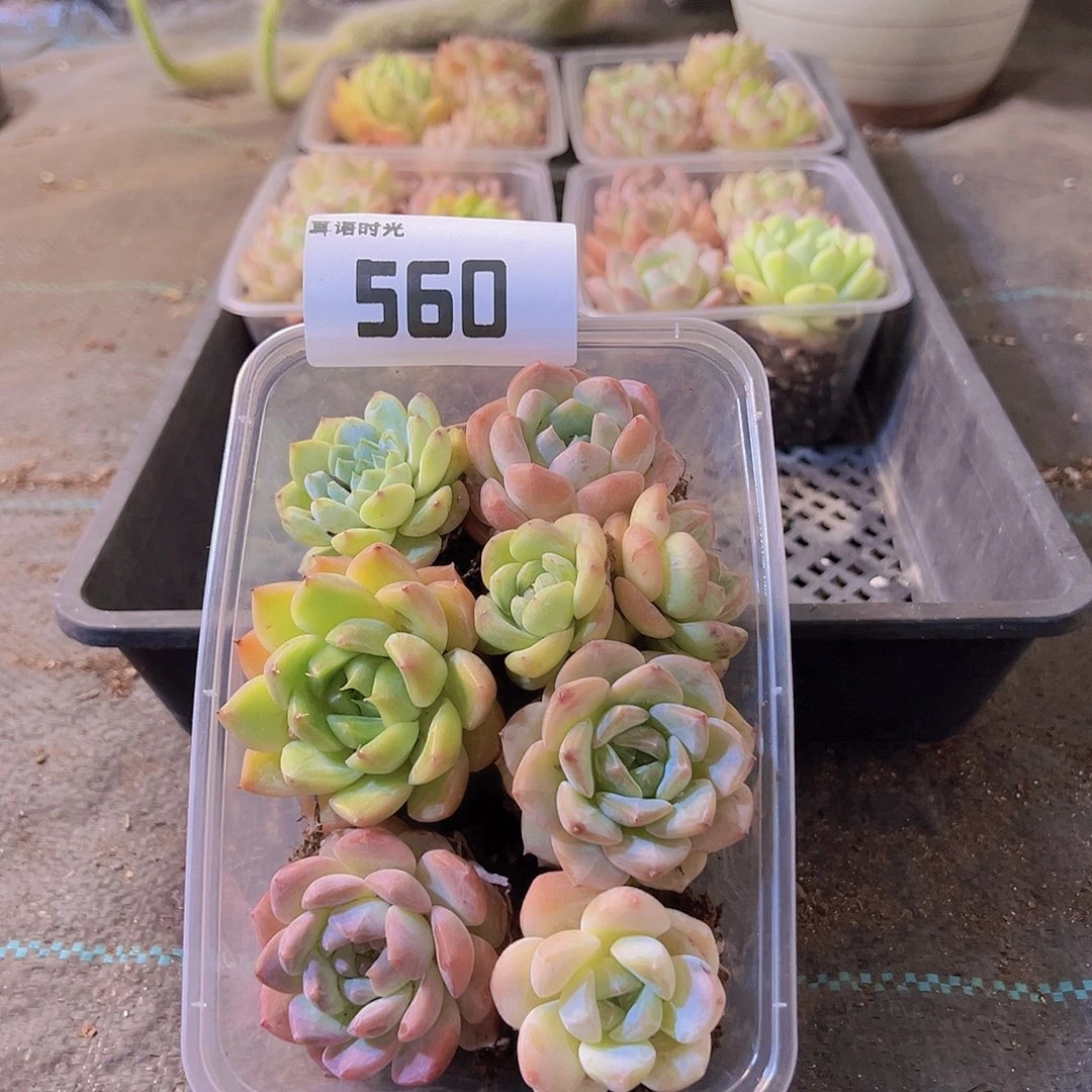 560、拼盘，多肉植物