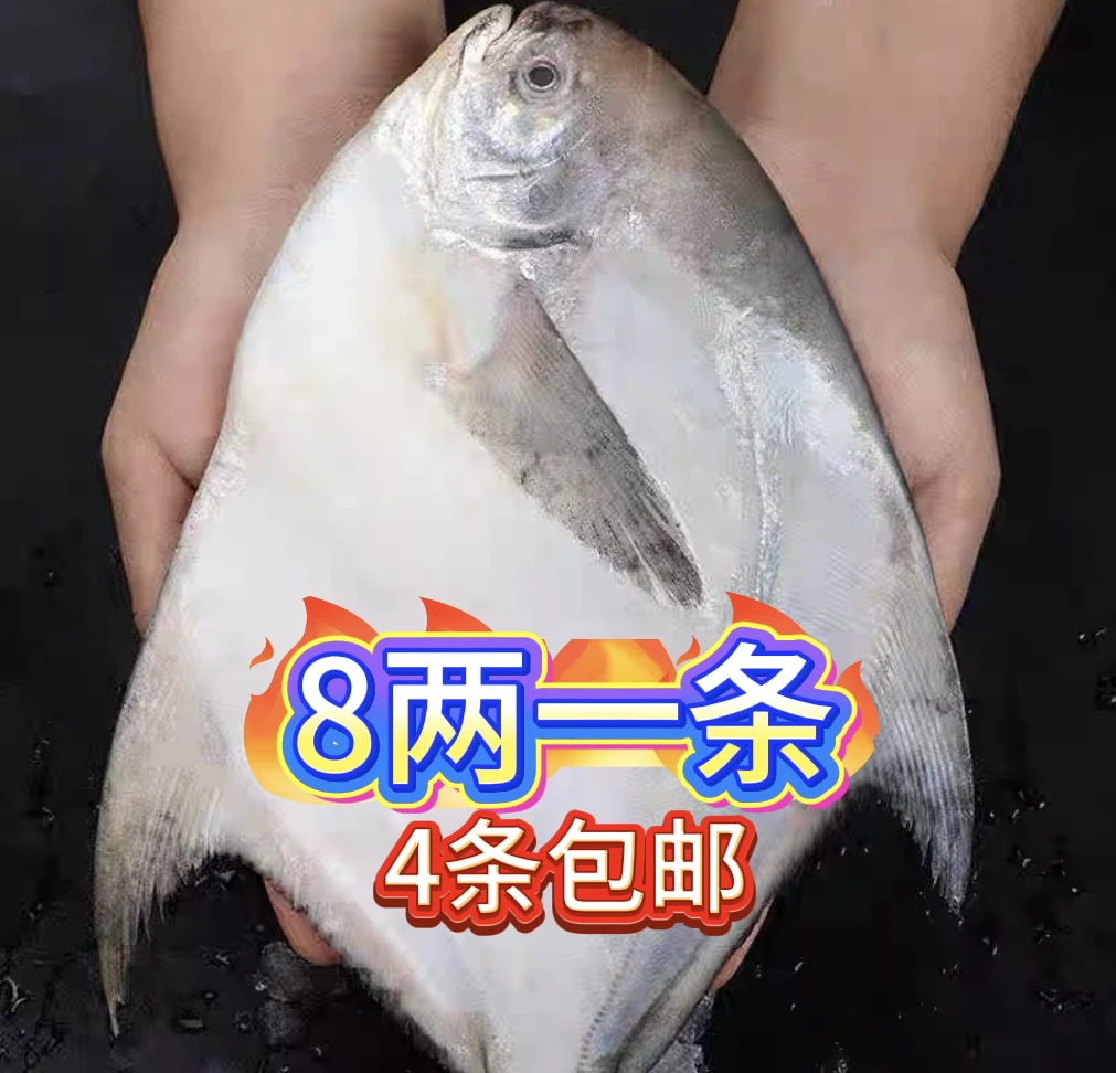 深海银鲳鱼 大8两一条(到手4条)液氮锁鲜发货