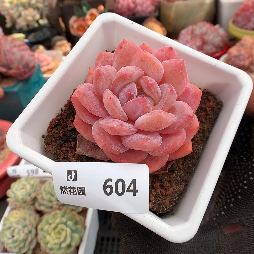 604橘子梦露多肉植物6666