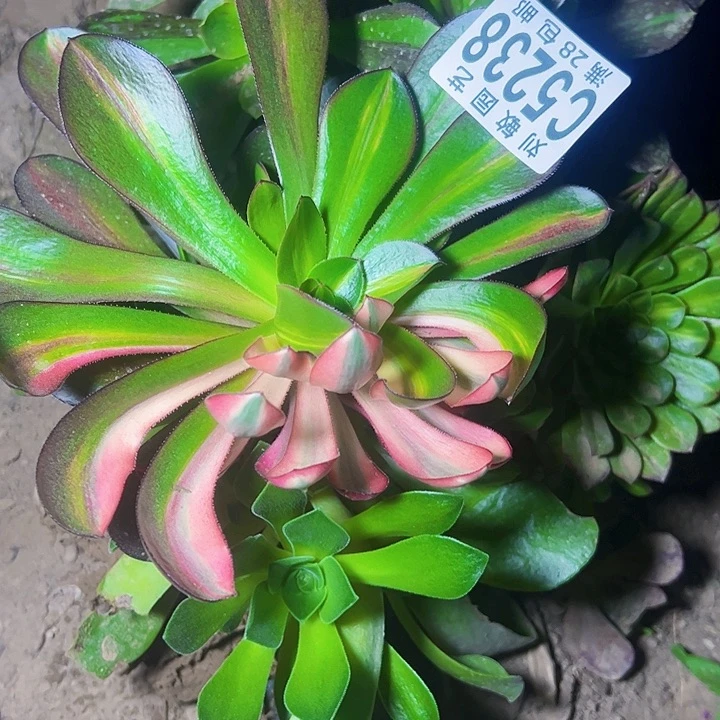 5238多肉法师锦烈焰花脸