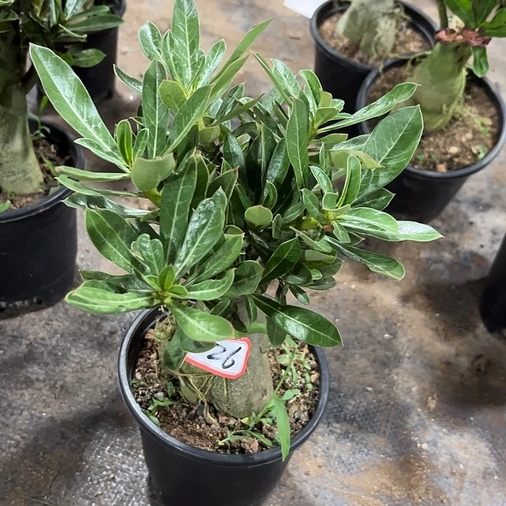 班***琦完全开放裸根发货26