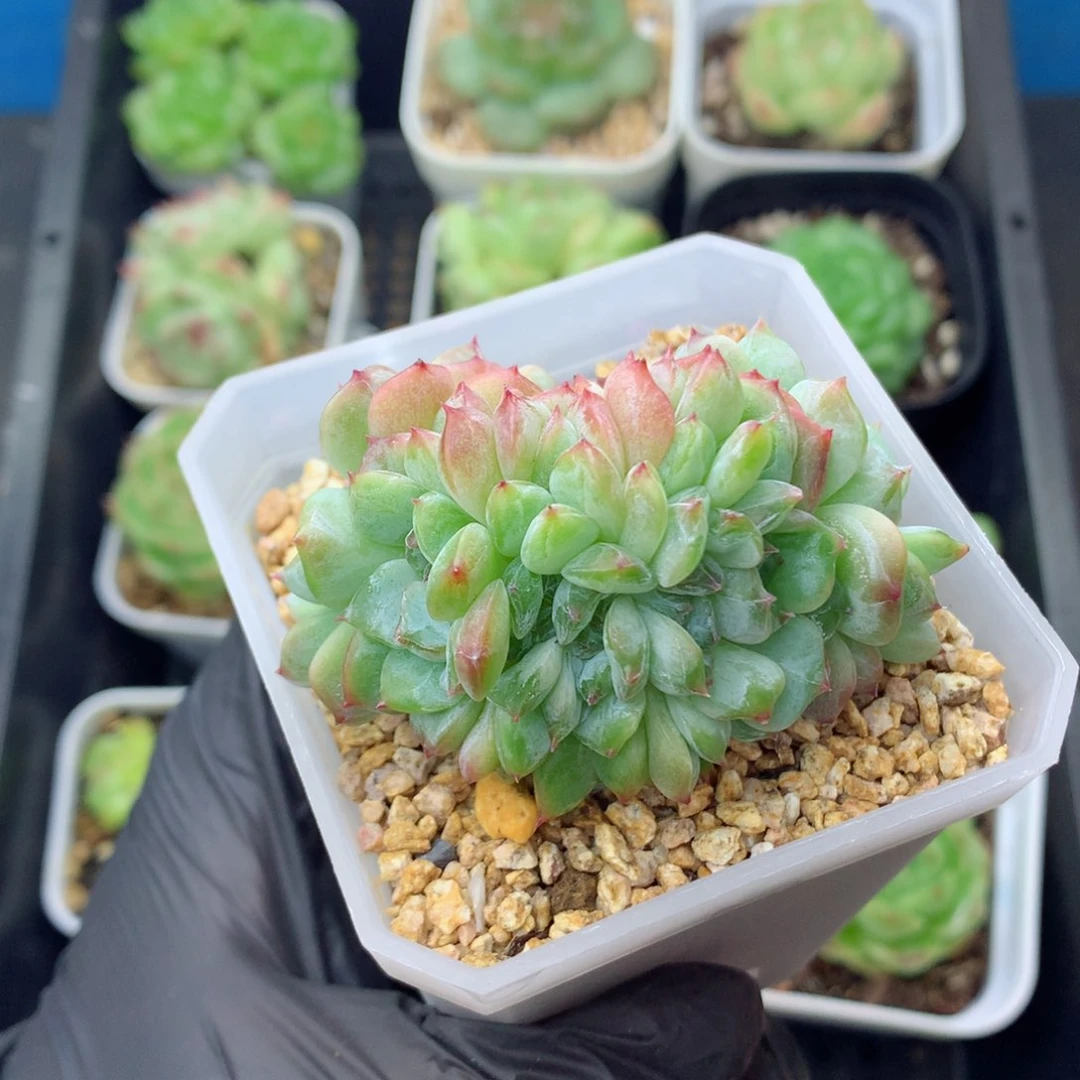 58包邮  群生不包整糖心缀57
