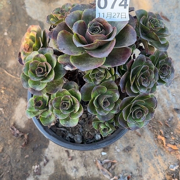 11.27-74玫瑰多肉植物