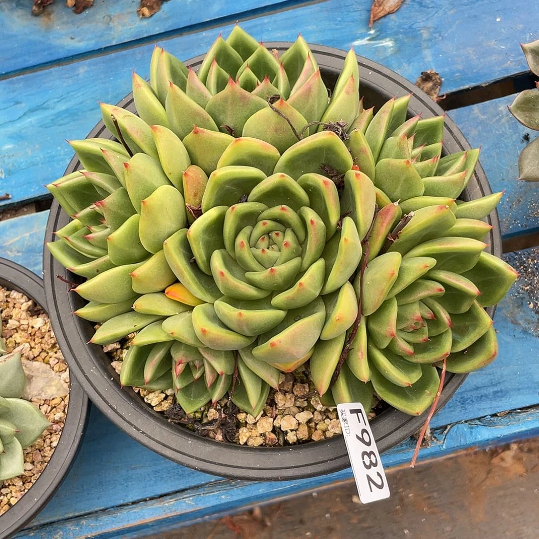 若如东云单拍F982