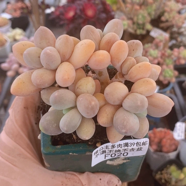 香水手指8cm020多肉植物