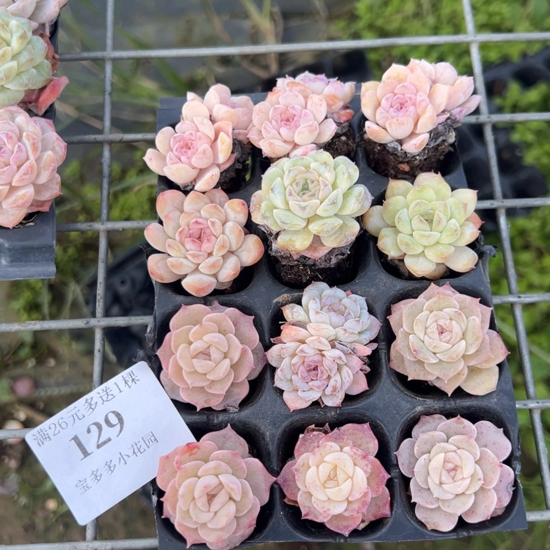 129号糖心拼盘到手12颗一物一拍