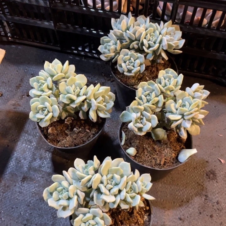 超奶良拍五头七满20包邮脱土发货