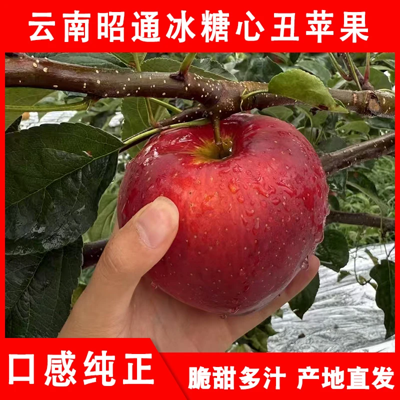 云南昭通冰糖心丑苹果脆甜多汁新鲜现摘水果3/10斤包邮