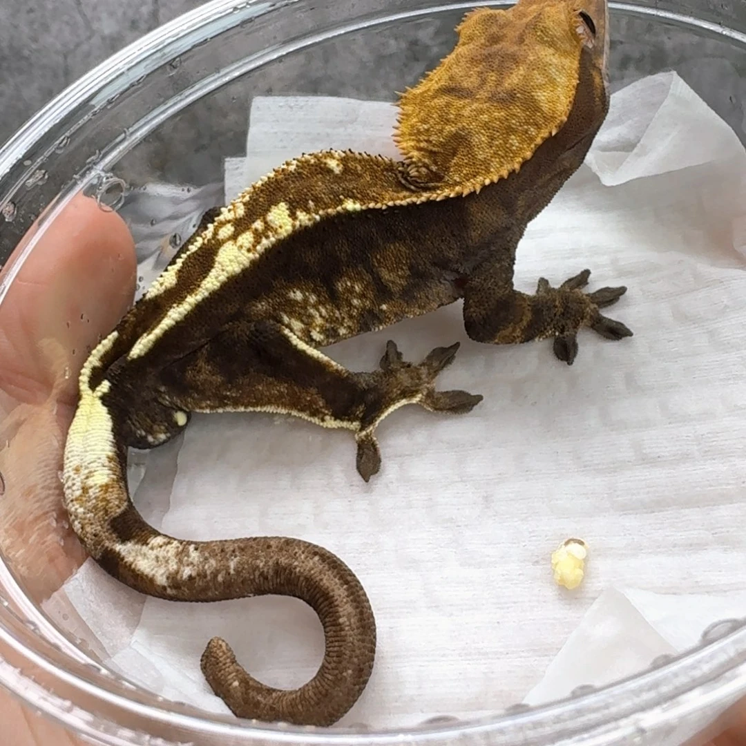 睫角守宫10号卡布大公