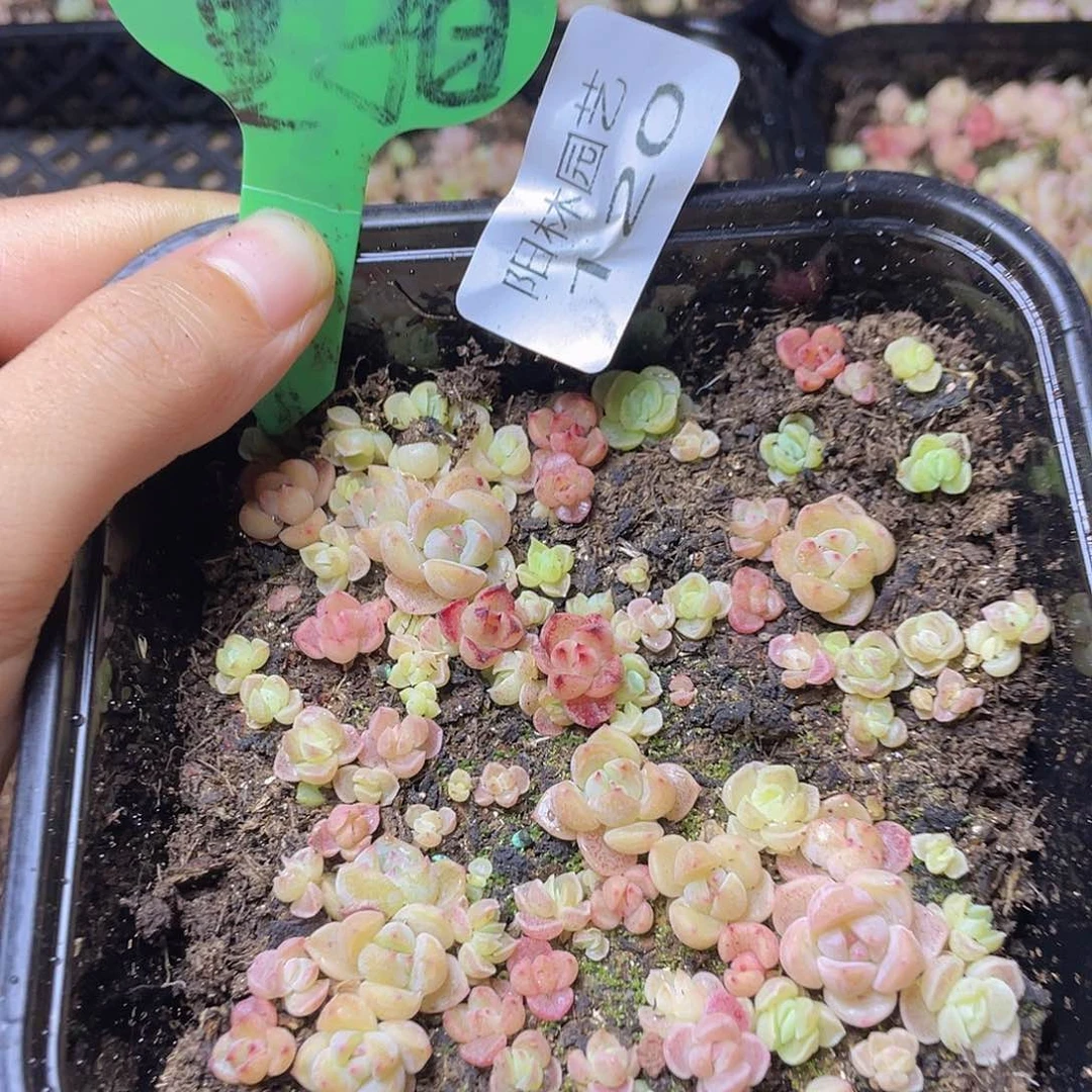 量拍多肉植物多肉植物120