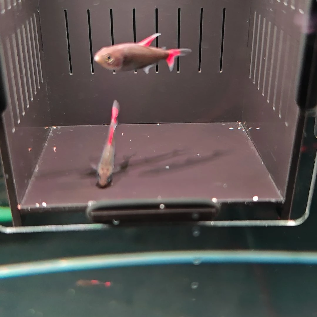 灯科鱼灰太狼2条（2+3）