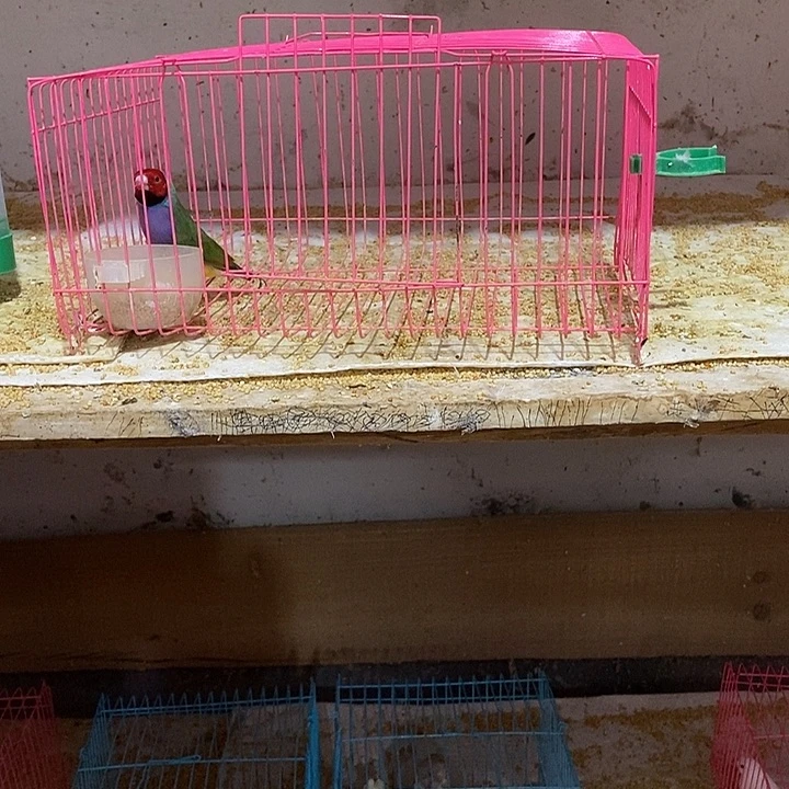 文鸟君*兰普彩红头公，包活到家