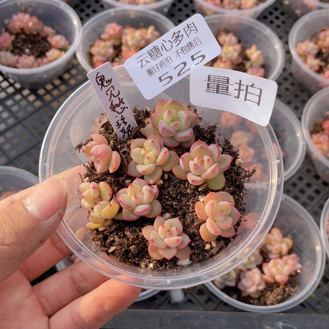 云糖心多肉植物525