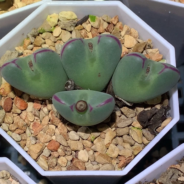 精品多肉植物精品多肉