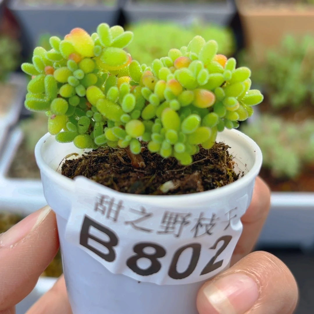 蜜橘糖球802。