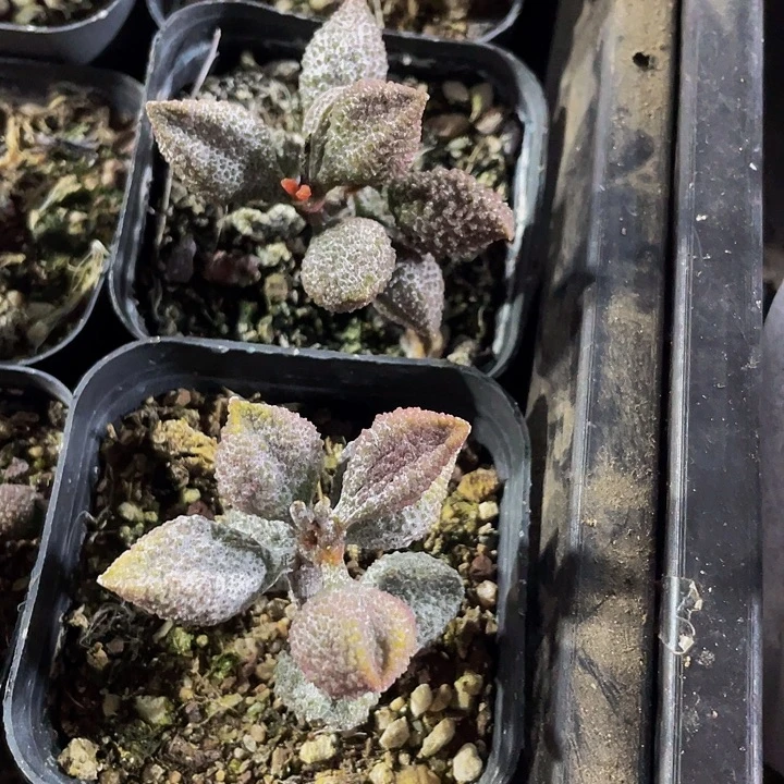 荔枝皮带盆土发货