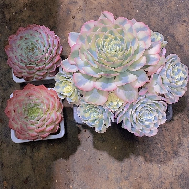 栀***子多肉植物三个多肉