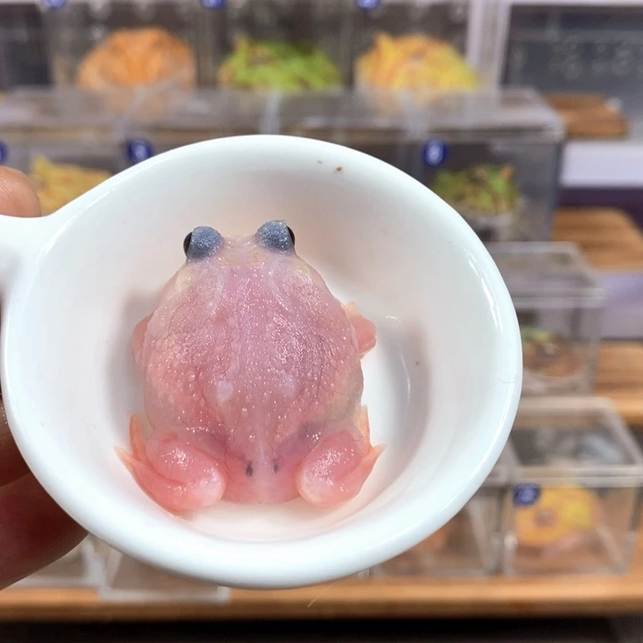 涛***虎角蛙284号三基因粉雪