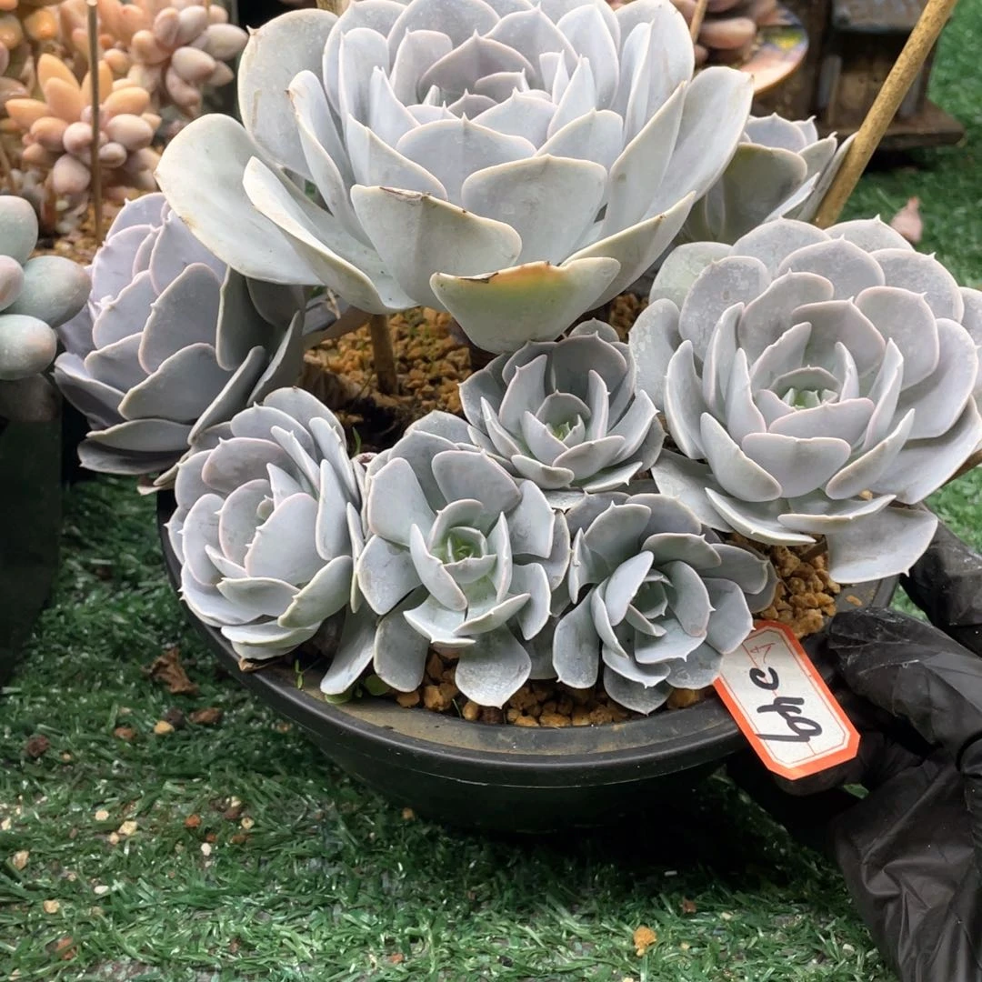 049 一物一拍28包邮