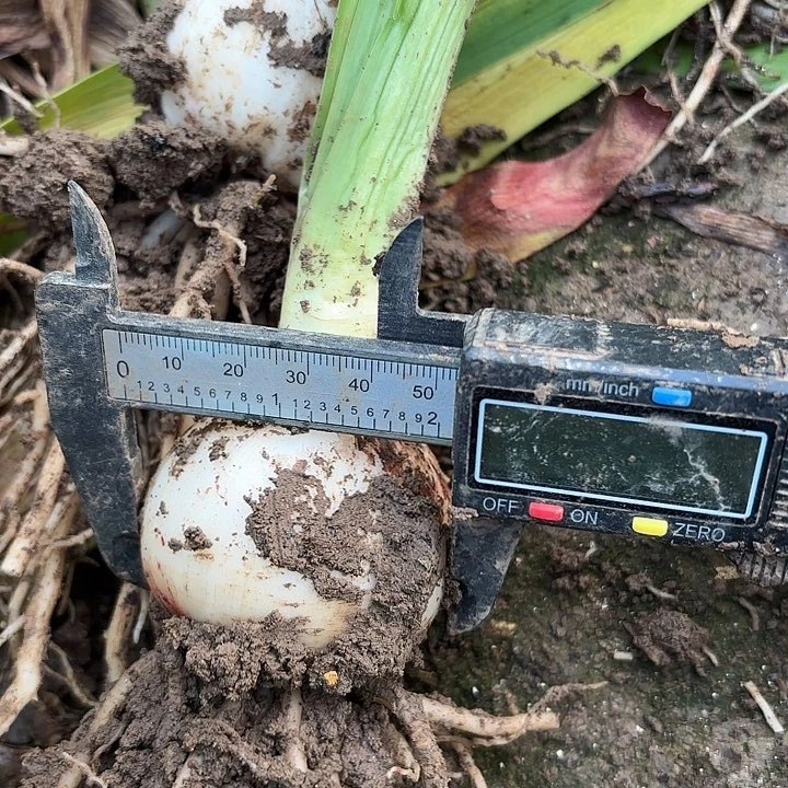 鬼魅5左右带土包对版