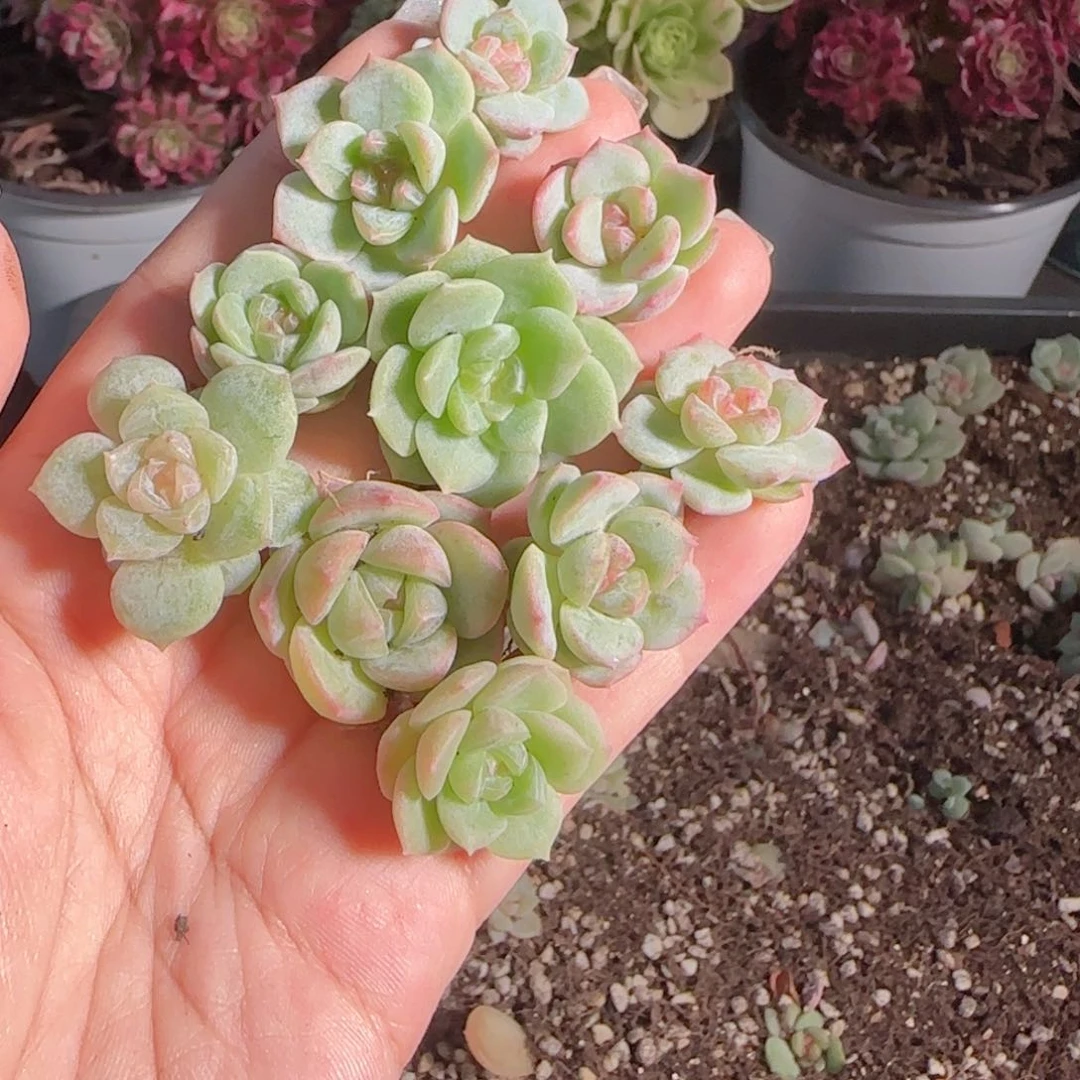 0617---7糖心珍妮