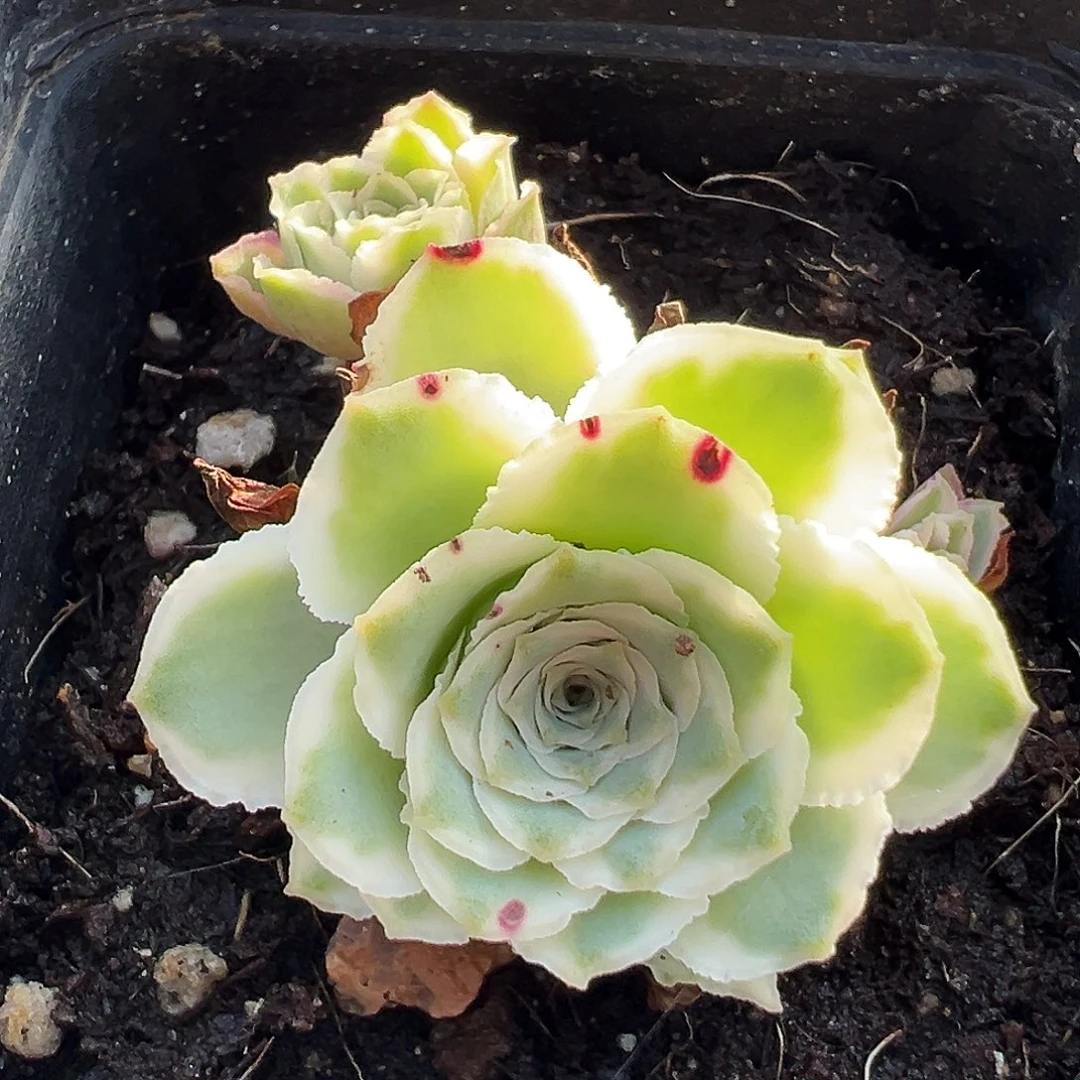 山地玫瑰锦秋夕11月5日