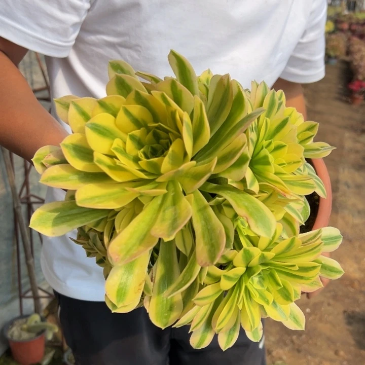 25.8金丝翡翠一棵