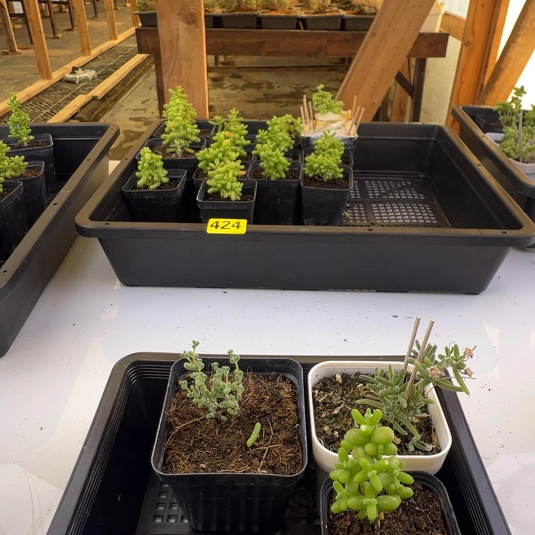 枝干番杏多肉植物425