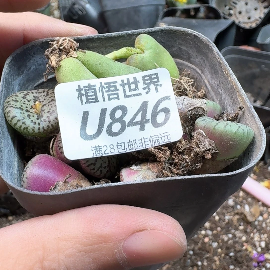 多肉植物的润泽fgb
