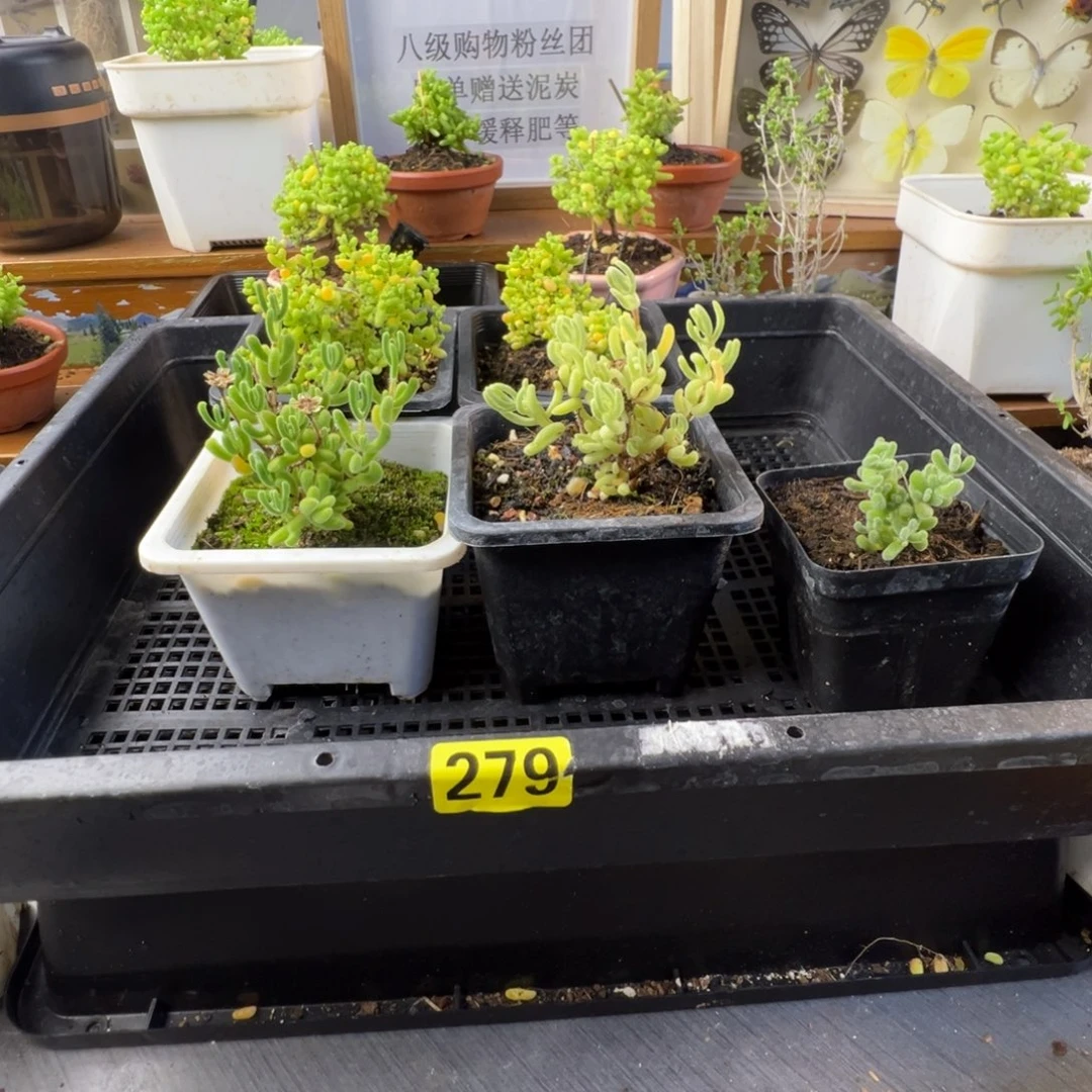 枝干番杏批发价279
