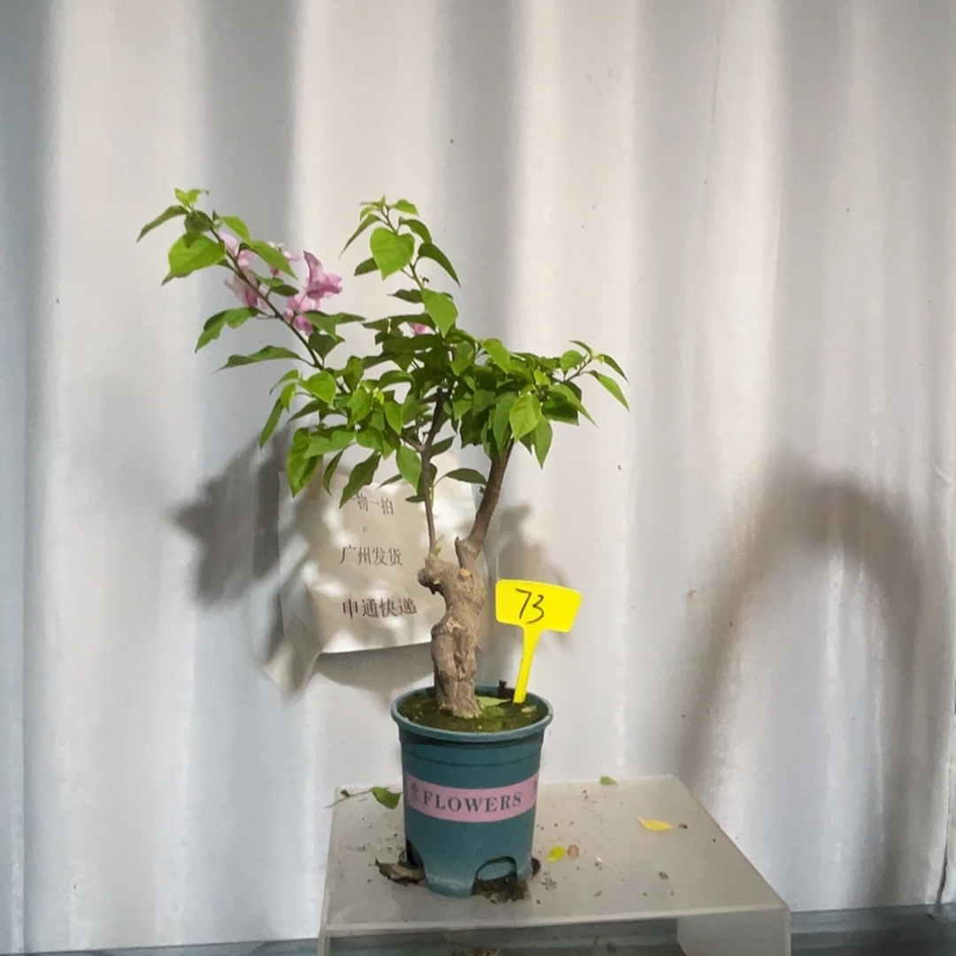 当前无花栽培后可以开花73章红樱桩粗3.5公分