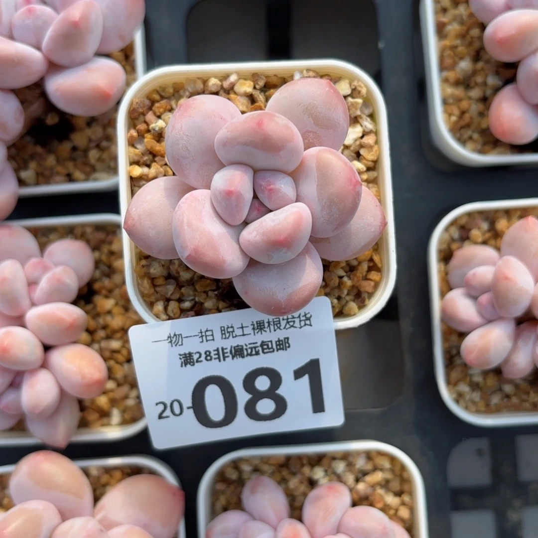 香水奶老桩多肉多肉