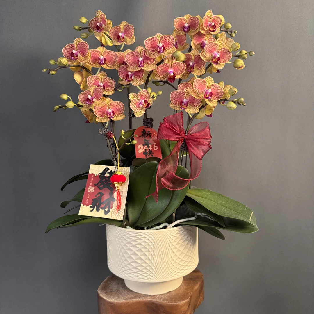 【金吉利】复古橙色系花瓣厚带有精美纹路 蜡质花 蝴蝶兰高端花卉