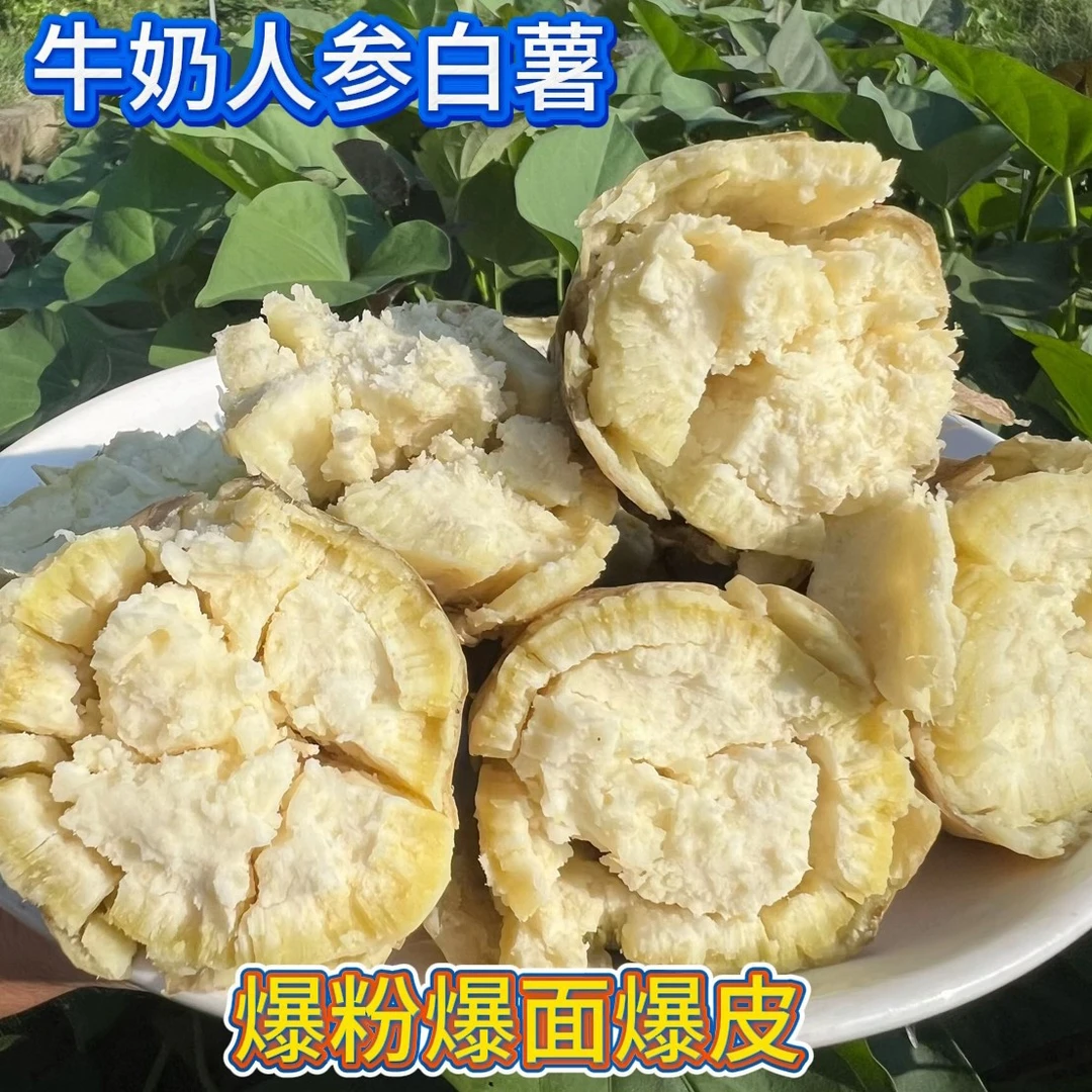 牛奶人叁白薯沙地爆皮王板栗薯粉糯香甜白心地瓜红薯现挖