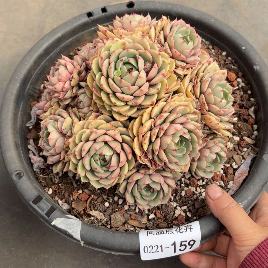 A***宝同温层多肉笨吧159