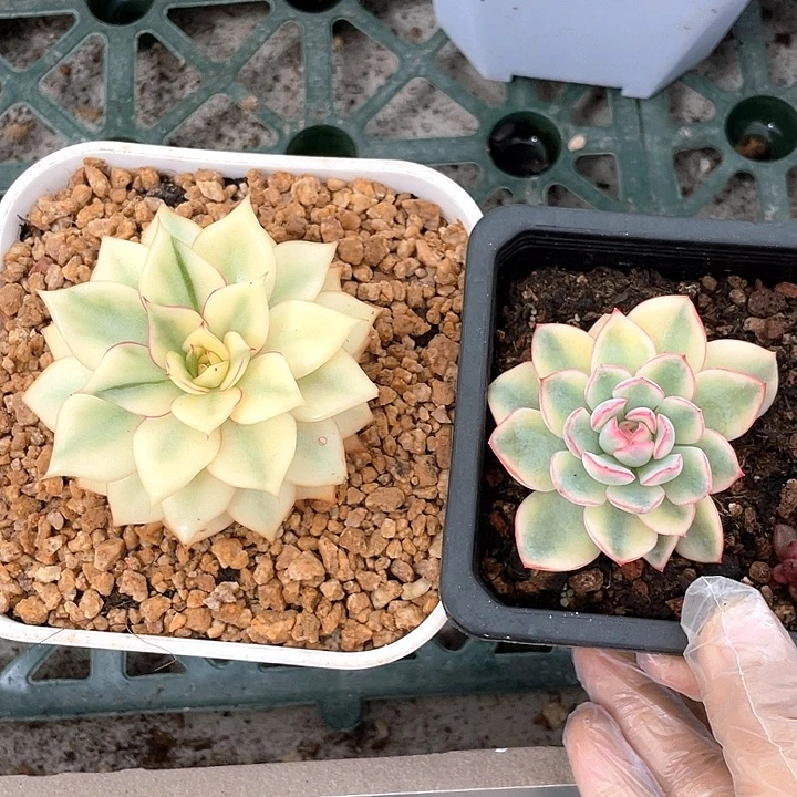 三***牛宝莲灯宽锦198 雨燕座88