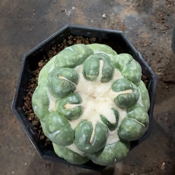 A***n无刺象牙自根仙人球