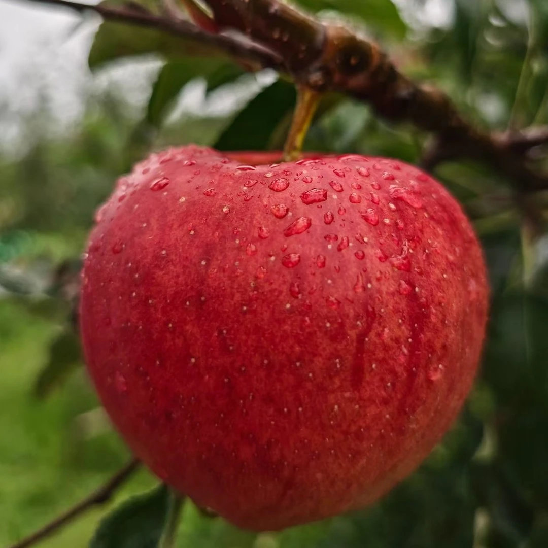云南昭通正宗红露苹果 果园直采现发脆甜爆汁锁新鲜无打蜡无添加！