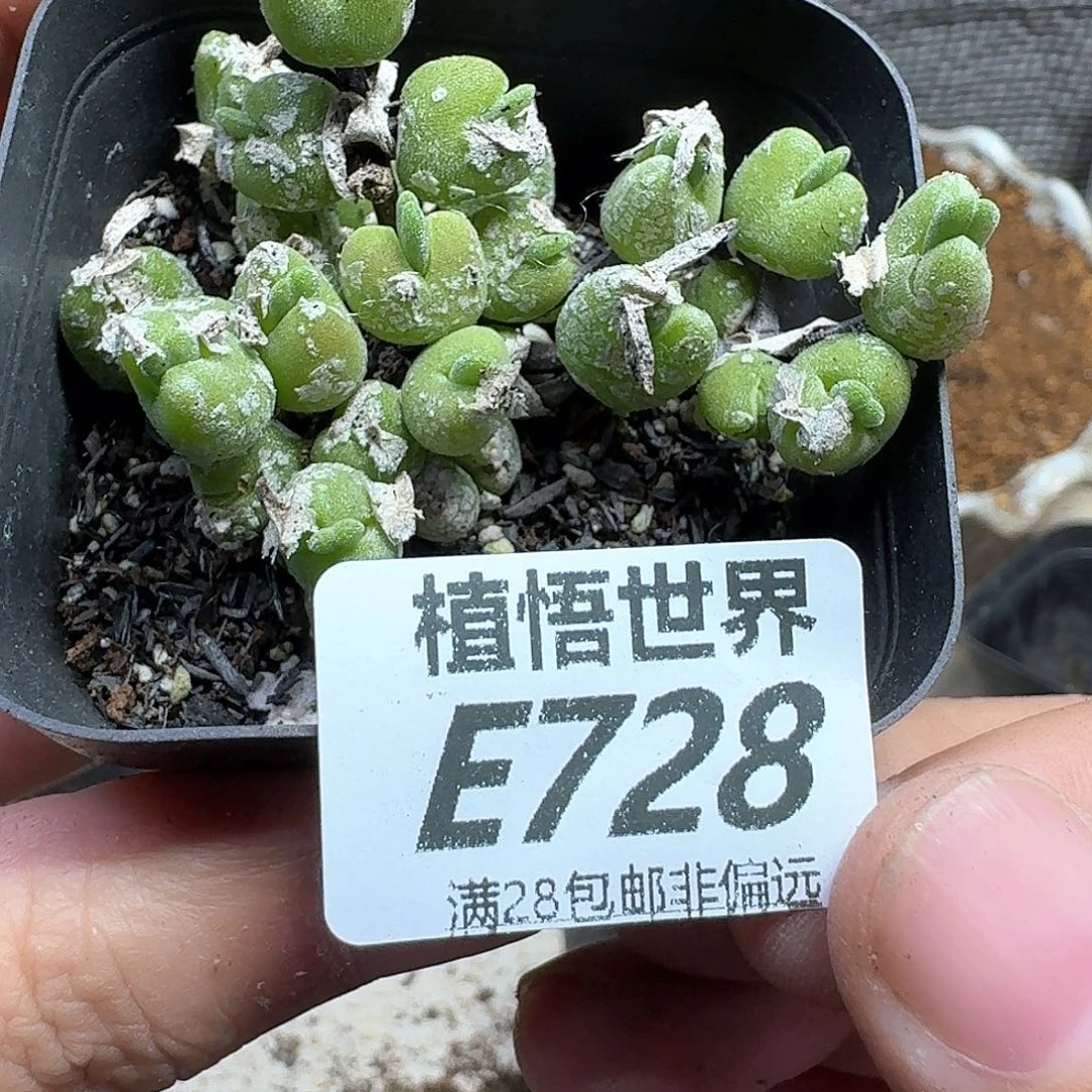 多肉植物的人生fghn