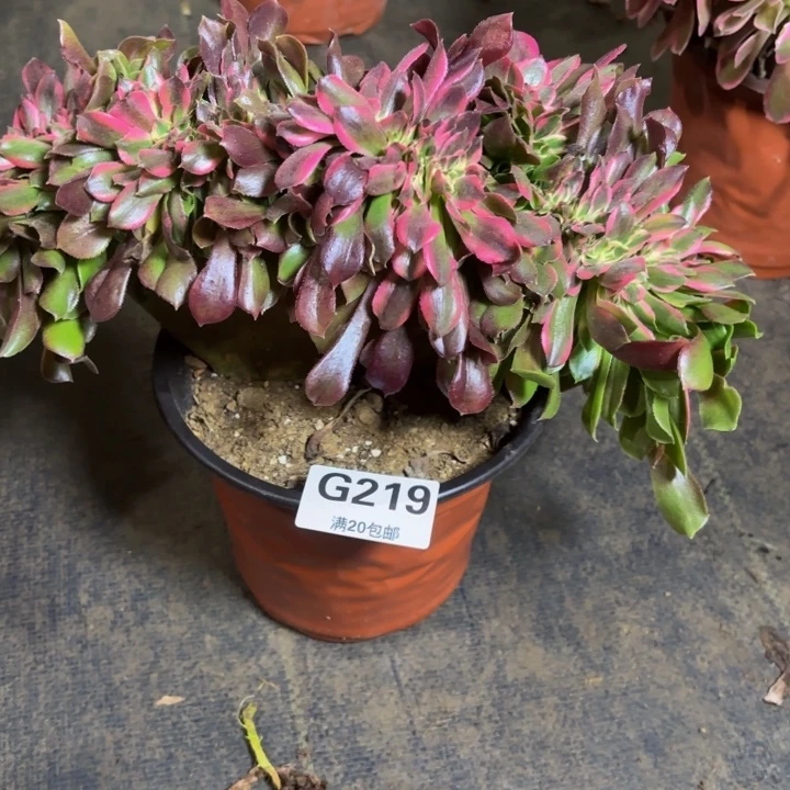 瑞妈，，，，。。。219香妃缀，