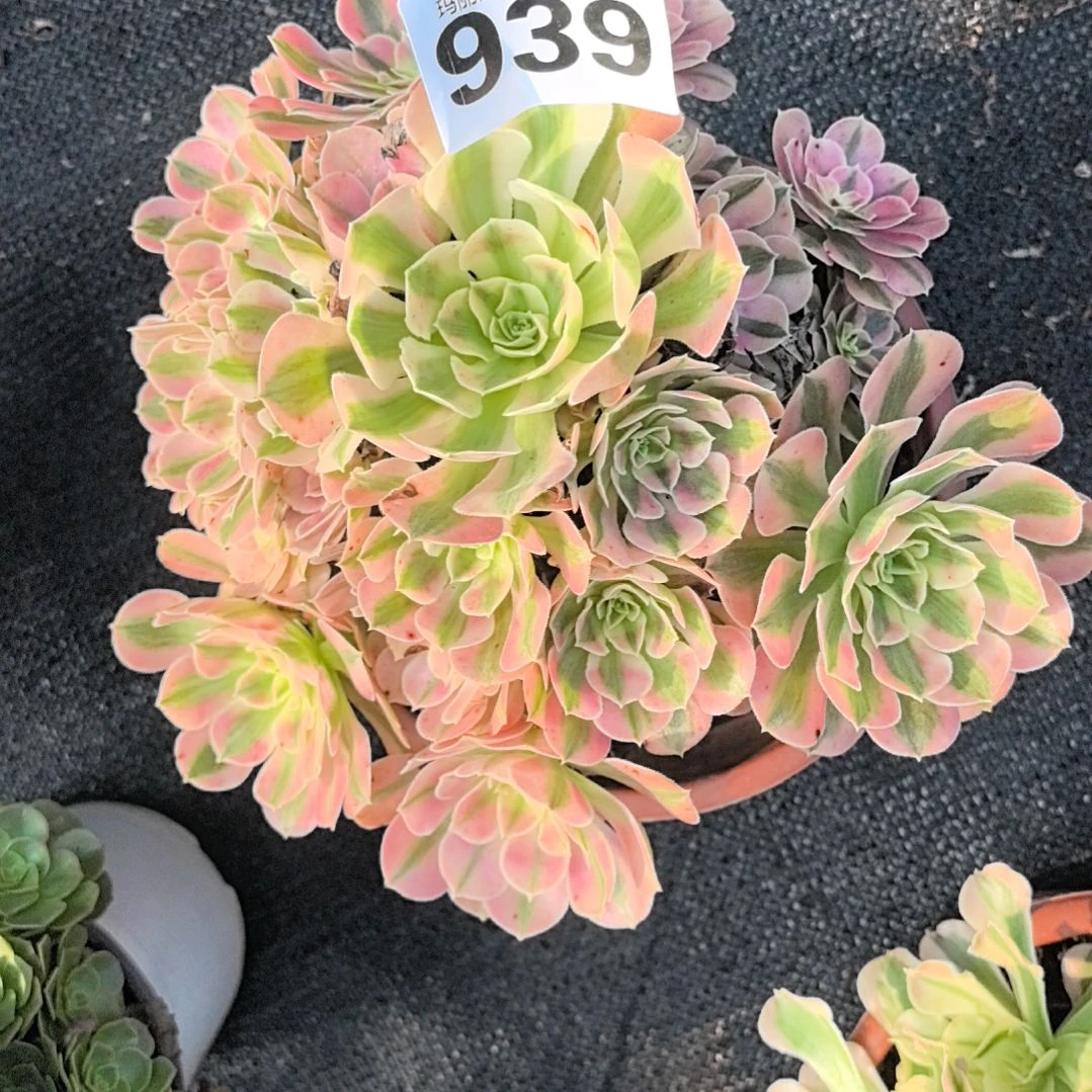 939粉女巫花花3-10