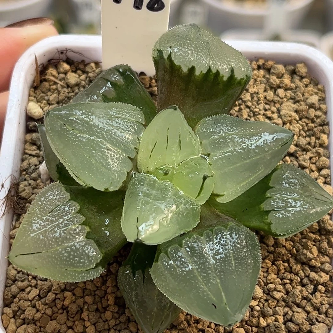 198冰鸾玉冰城实生福利专场